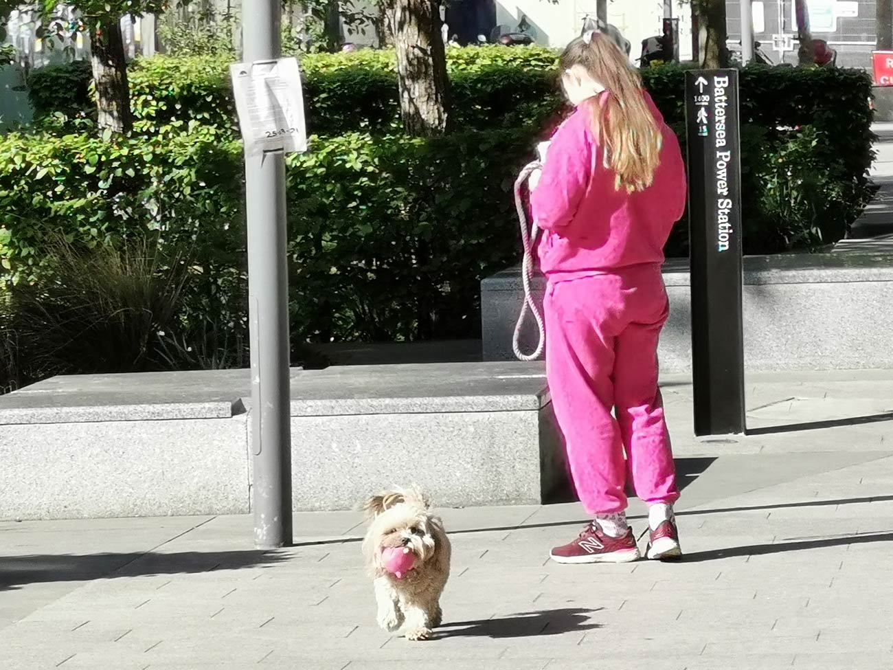 April - Pink dog walking near District Coffee