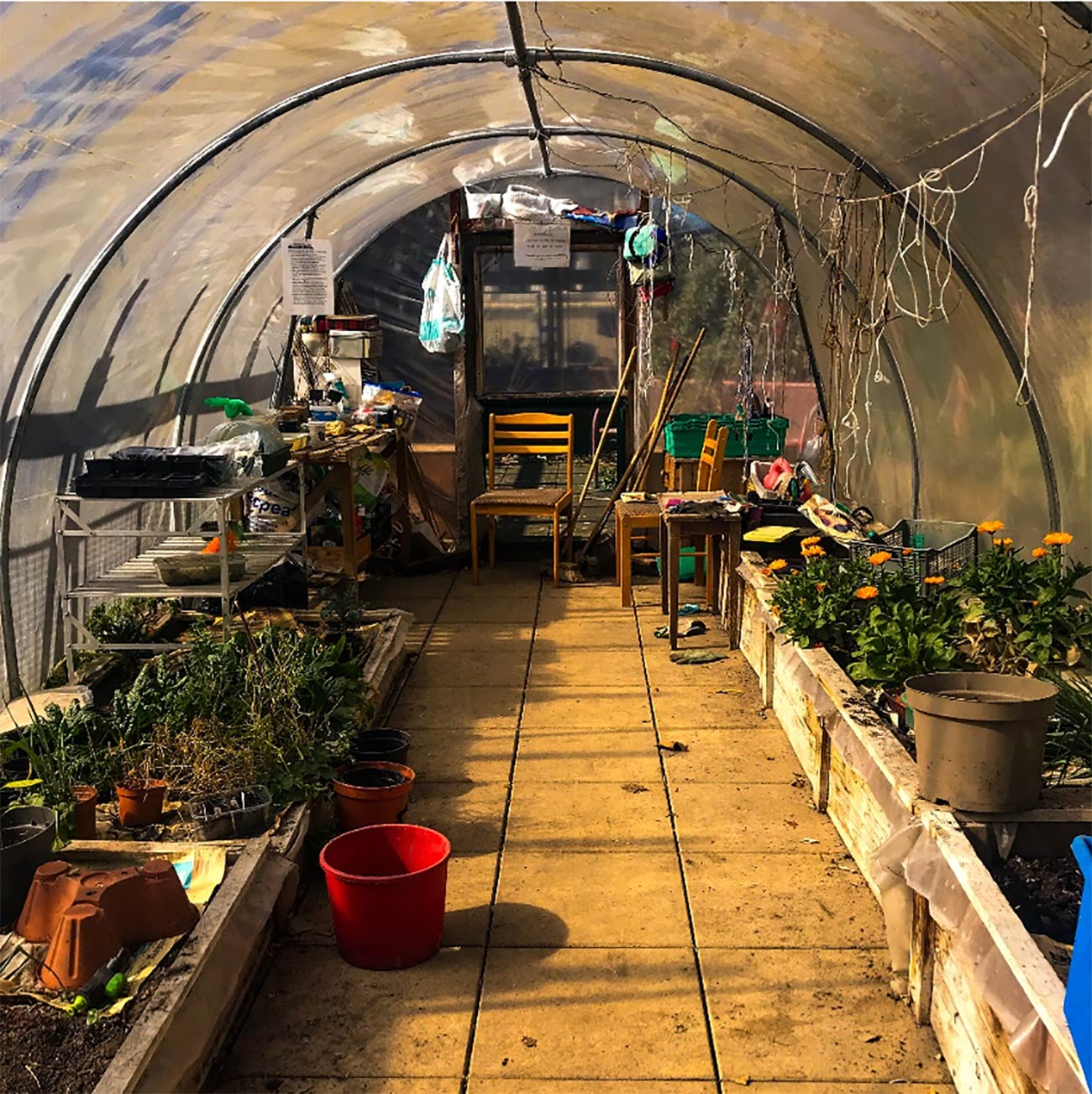 The polytunnel on Doddington Roof Garden