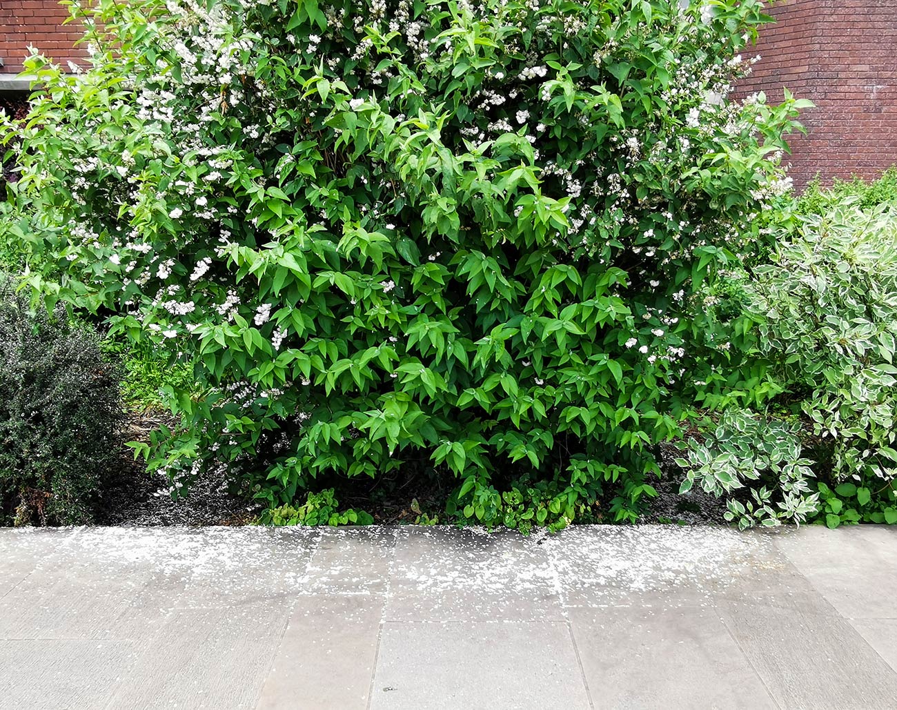 A semi-circle of blossomy joy from this Deutzia along the Thames